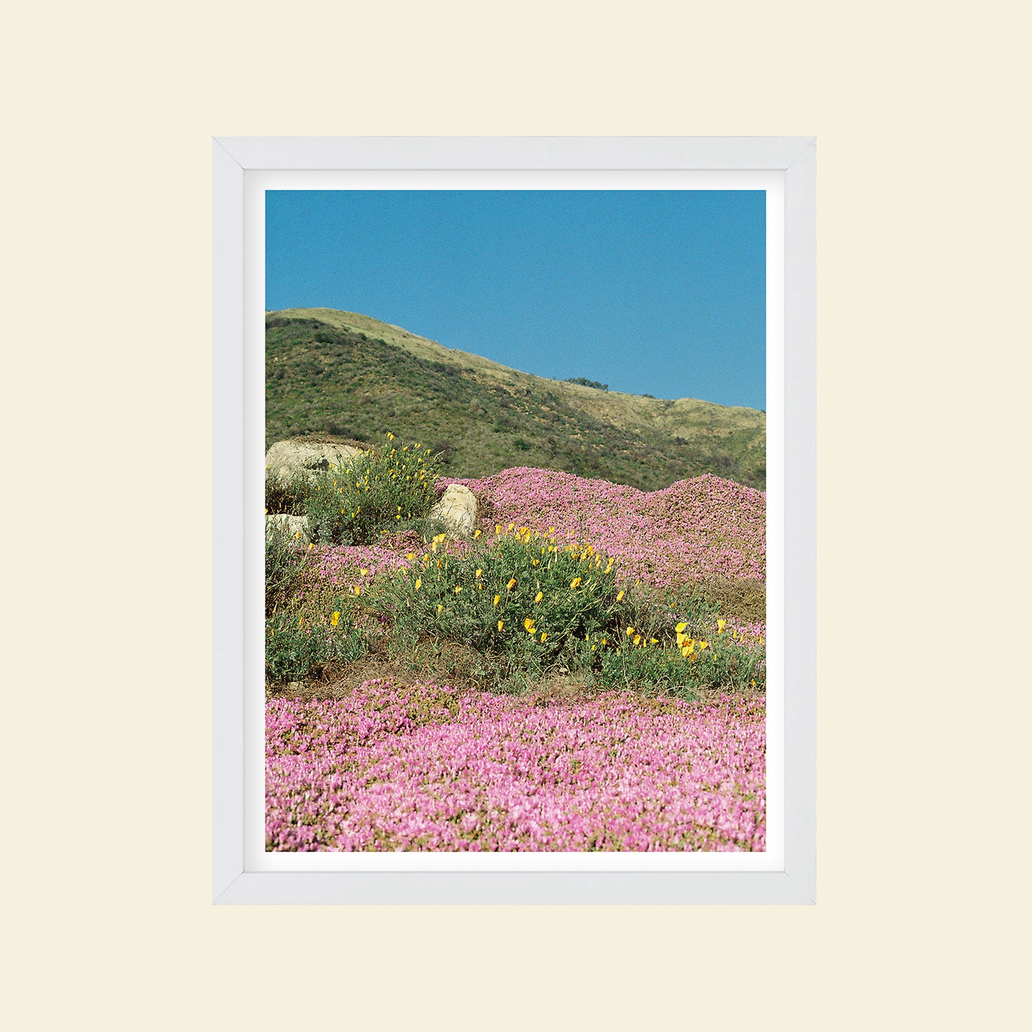 Sydney Smith - "California Colorblock"