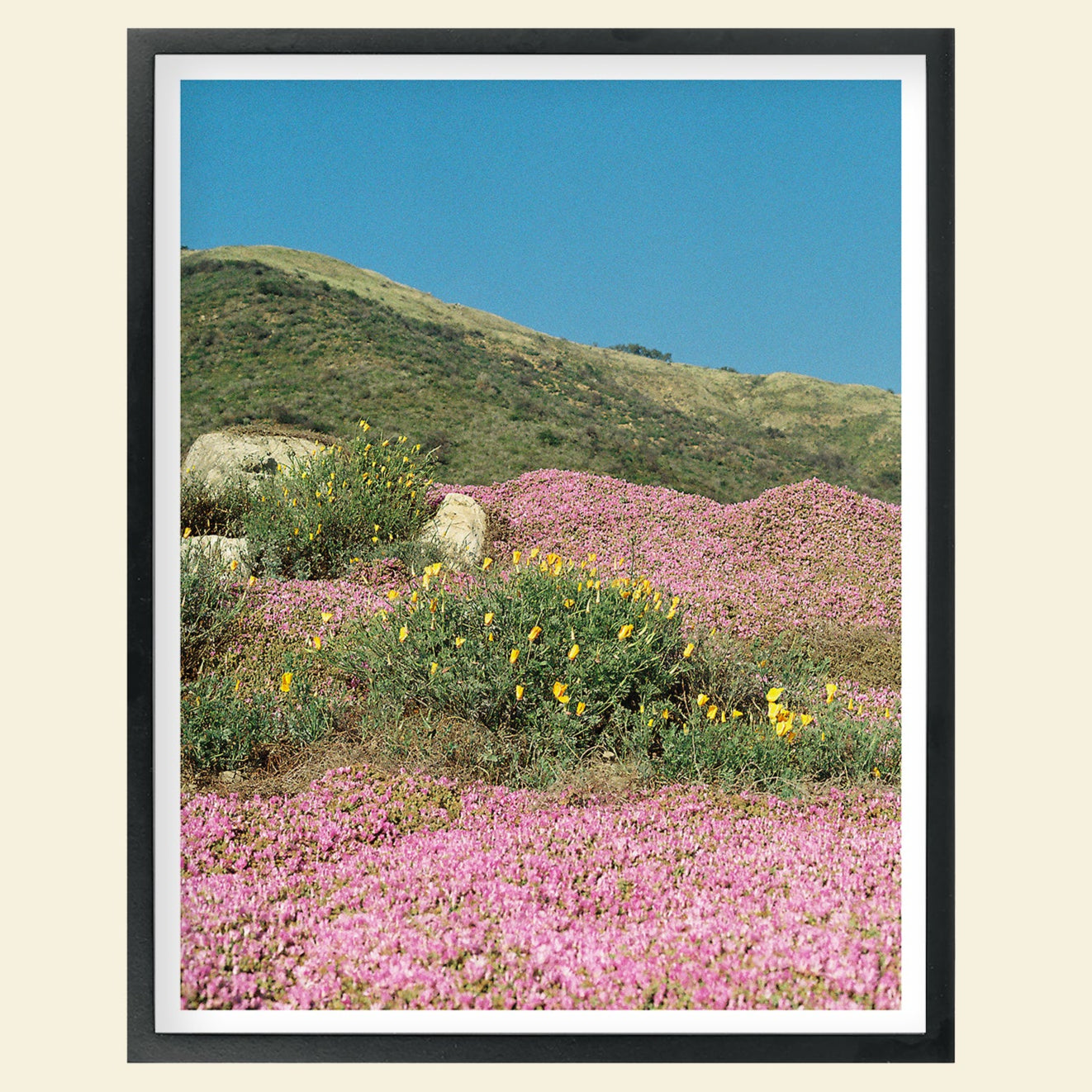 Sydney Smith - "California Colorblock"