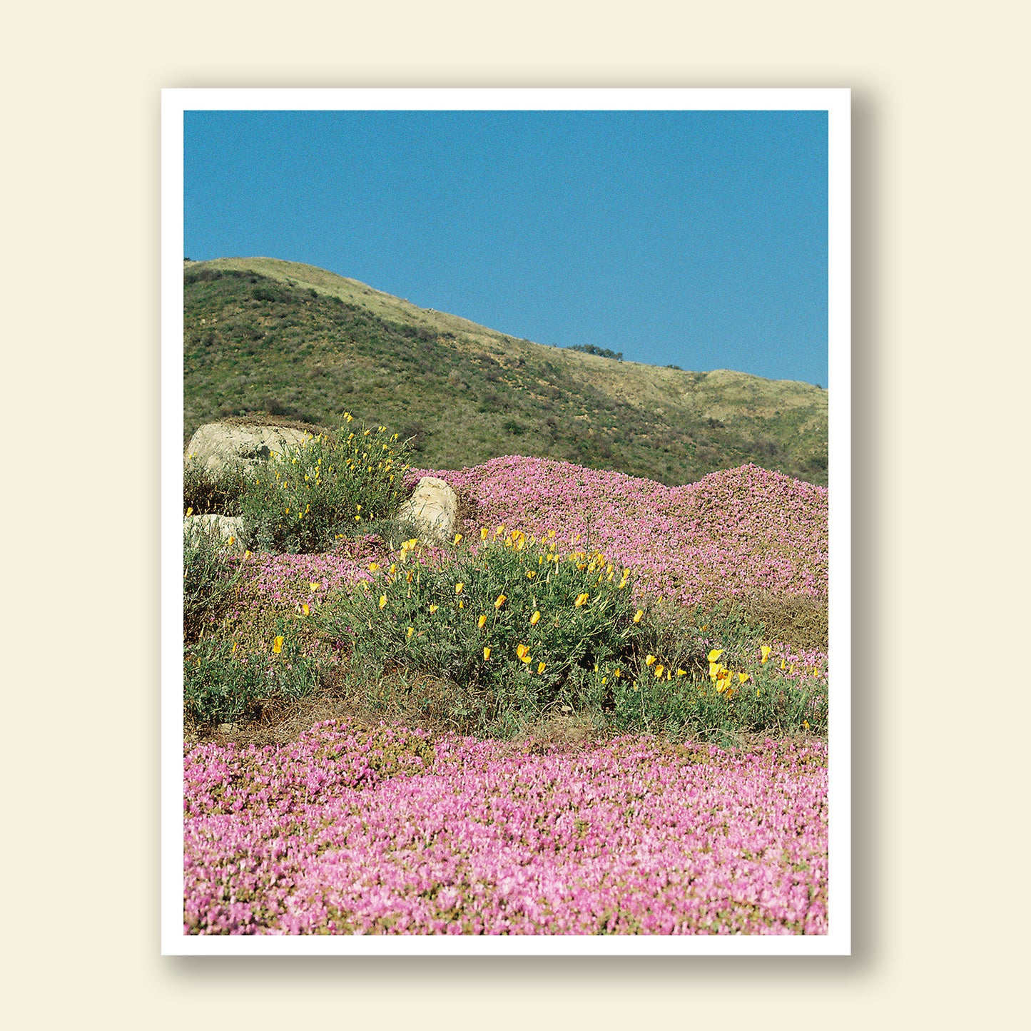 Sydney Smith - "California Colorblock"