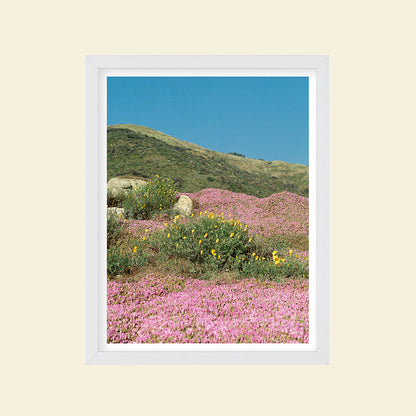 Sydney Smith - "California Colorblock"